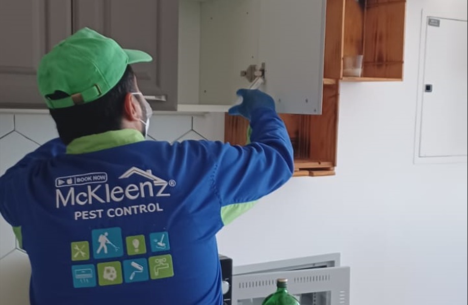 Protect Your Dubai Home: Expert Termite Prevention Tips